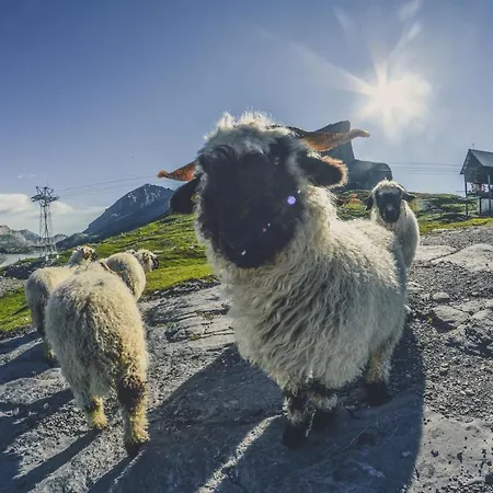 Hotel Walliserhof-leukerbad-therme 3*