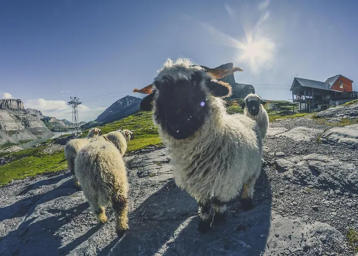 Готель Walliserhof-leukerbad-therme 3*